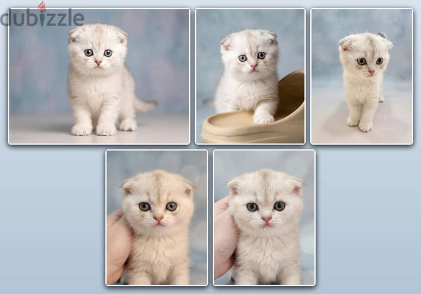 Scottish Fold kitten 1