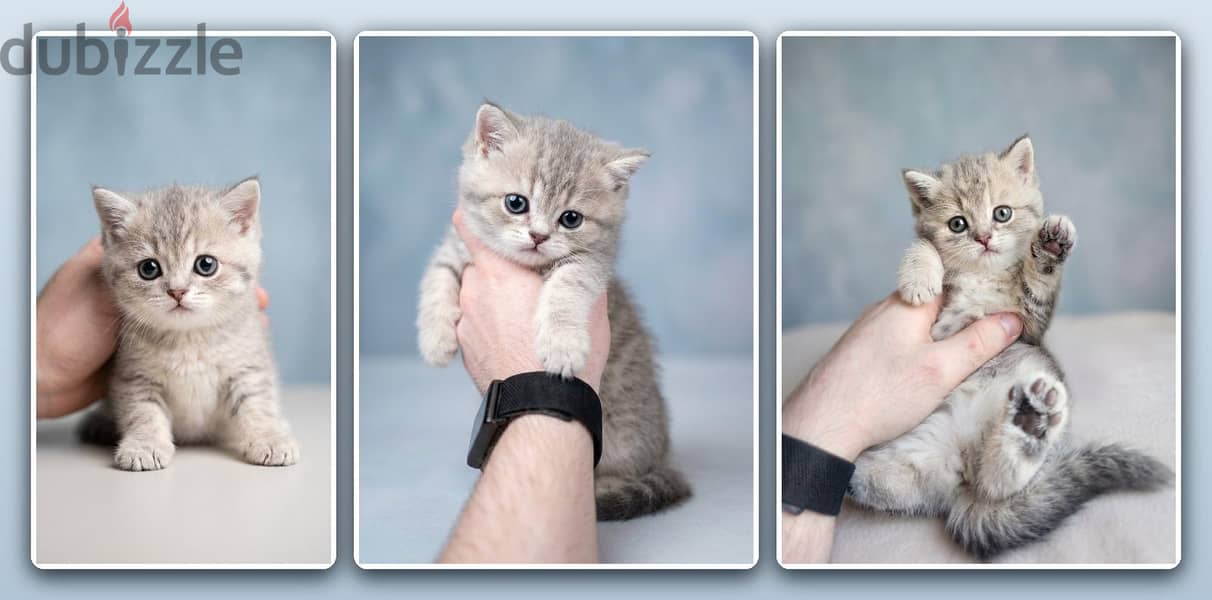 Scottish Fold kitten 2
