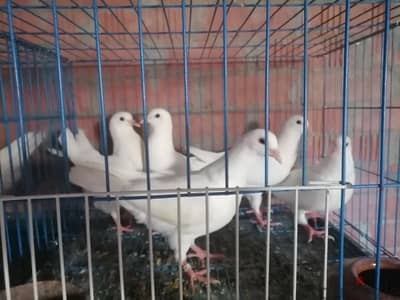 حمام لاحم فرنساوى بيور