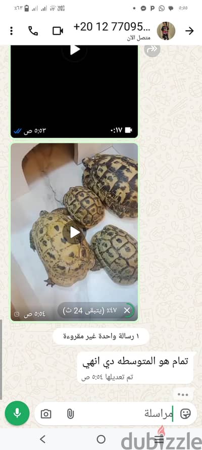 سلاحف يونانى وصحراوى احجام مميزه