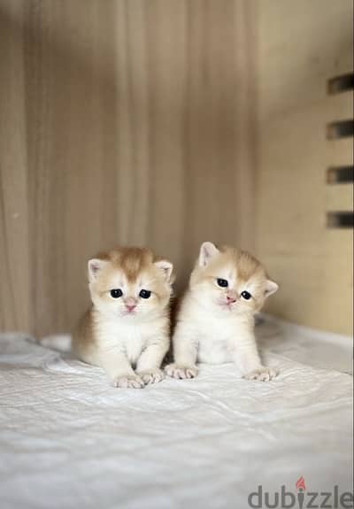 Elite Gold British Shorthair Kittens