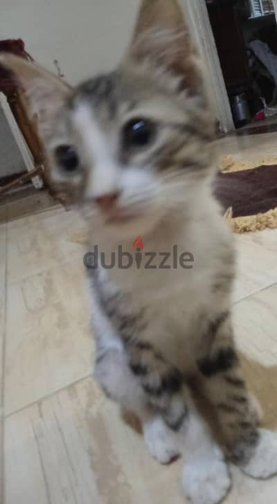 قط كيوت صغير 150