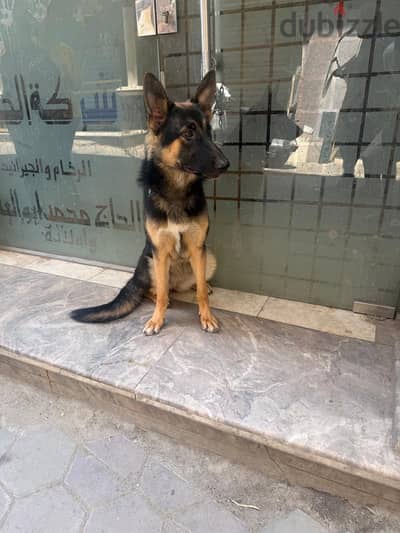 نتايه جيرمان