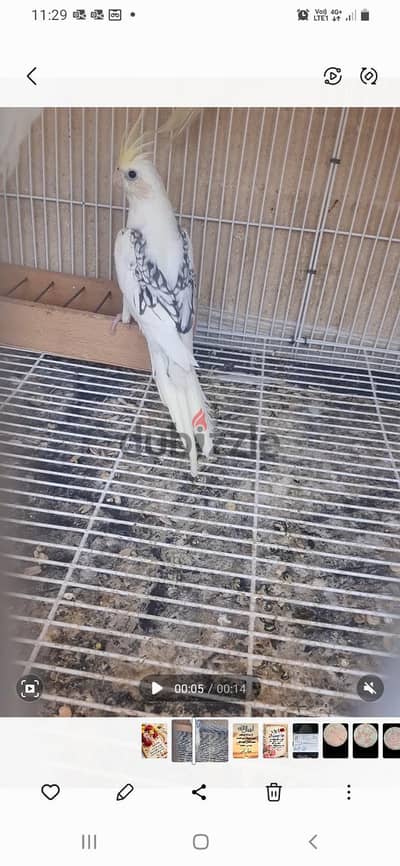 كوكتيل كريم فيس  فرنساوي فوتيه ايزابيل انثي عمر ٥ شهور