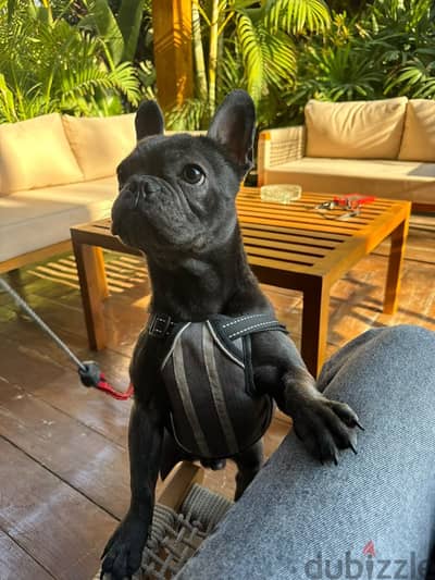 French bulldog