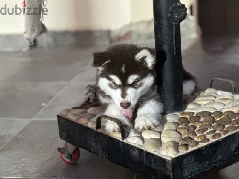 Alaskan malamute 5