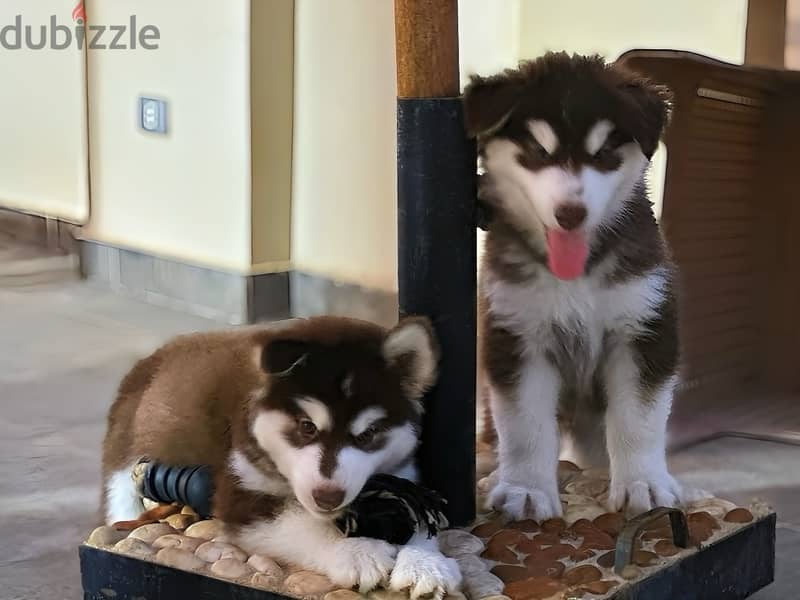 Alaskan malamute 6