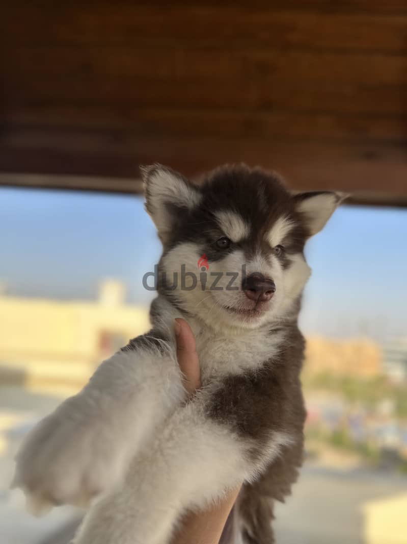 Alaskan malamute 7