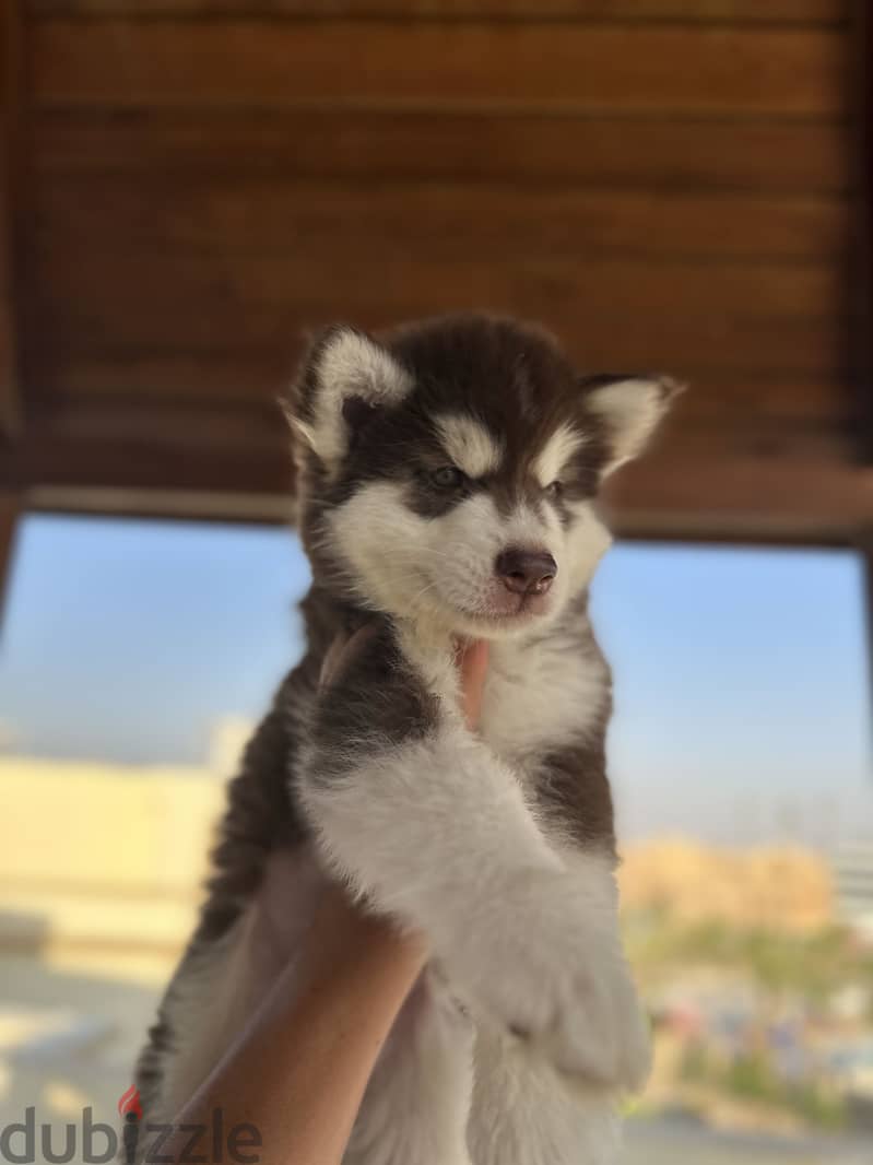 Alaskan malamute 8