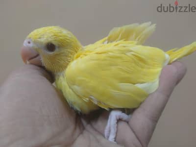 فرخ دره لاتيني