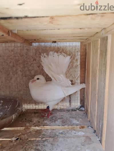 قص هزازا دم حامى