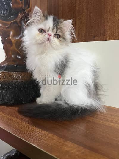 Persian cat