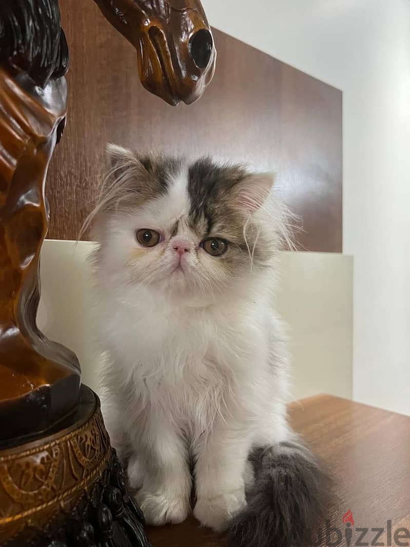 Persian cat 1