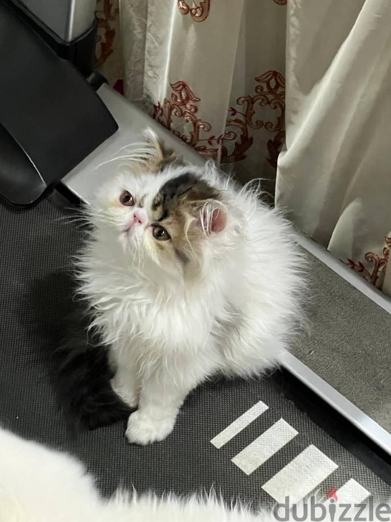 Persian cat 2