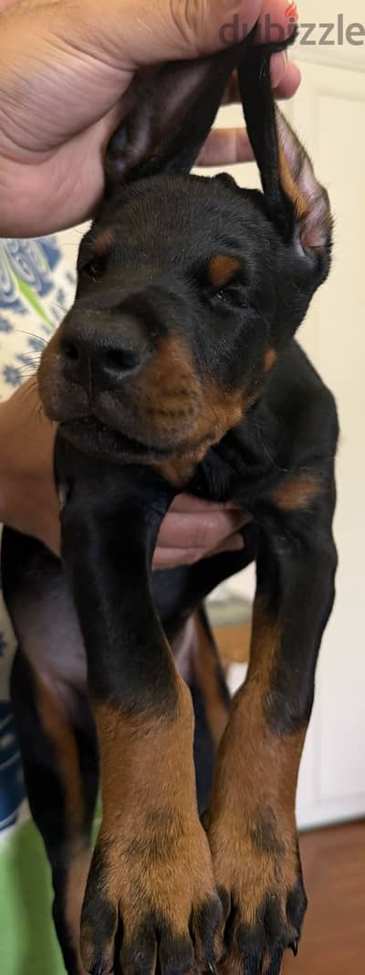 Top Female Doberman