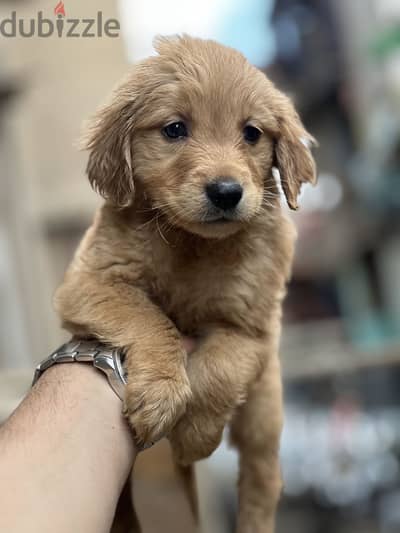 Golden retriever