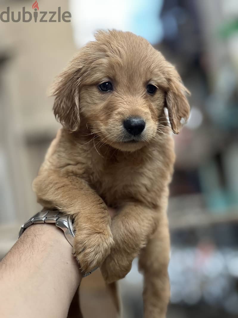 Golden retriever 1
