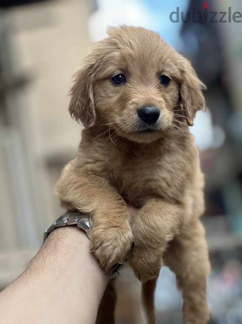 Golden retriever 2