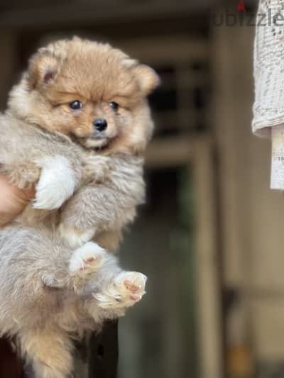 Pomeranian puppy vaccinations