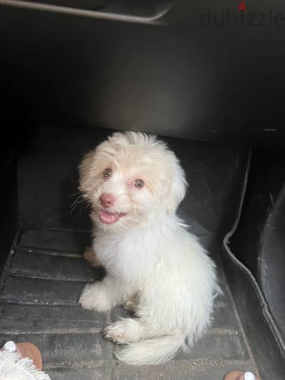 Havanese puppy
