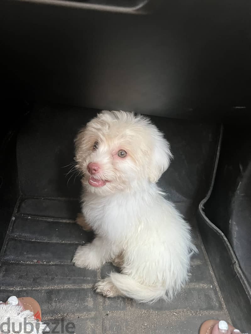 Havanese puppy 1