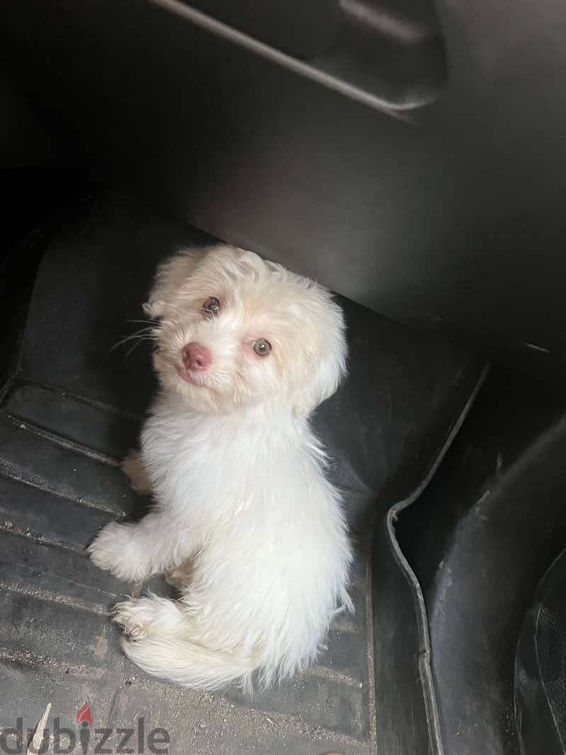 Havanese puppy 2