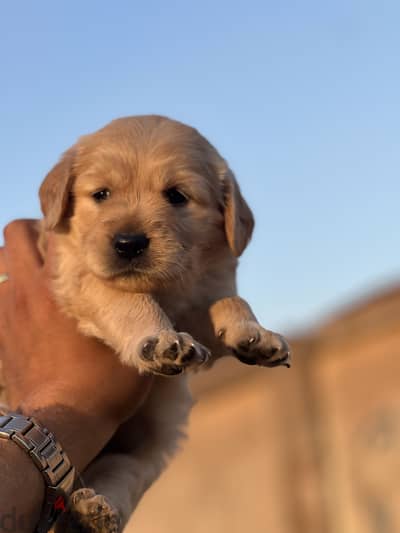 Golden retriever
