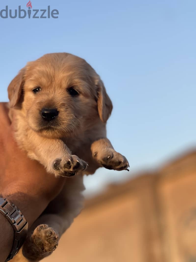 Golden retriever 1