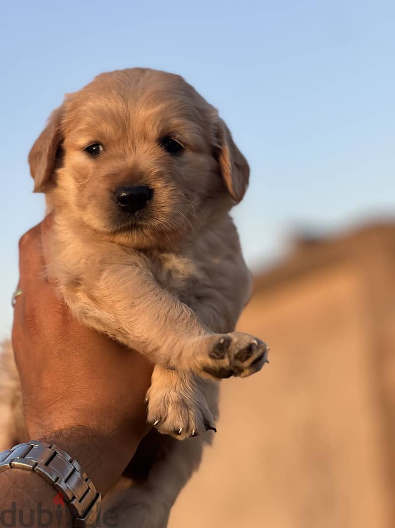 Golden retriever 2