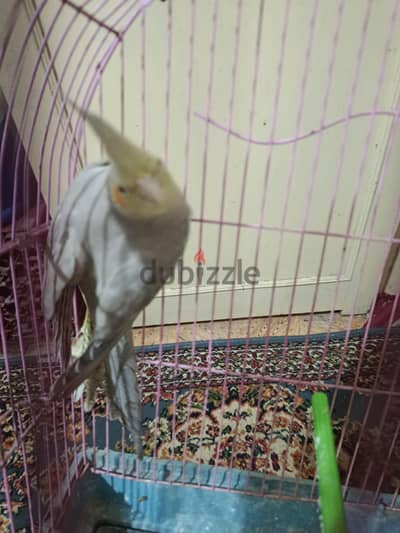 ميناا٣٠٠