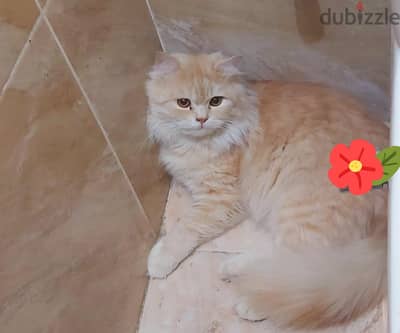 قط شيرازى بيور