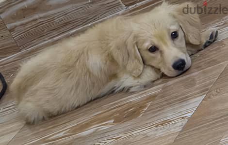 golden 2months