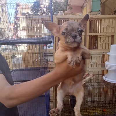 جراوي فرنش بولدوج  عمر شهرين