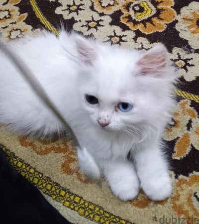 ذكر وانثى للتبنى
