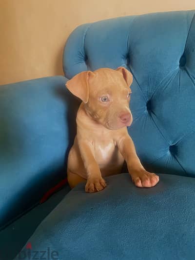 Pitbull Bully pure ( 75 days old )