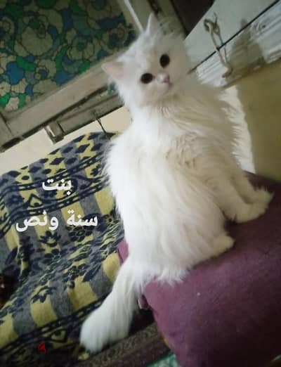 بنت شيرازي مون فيس بمستلزماتها