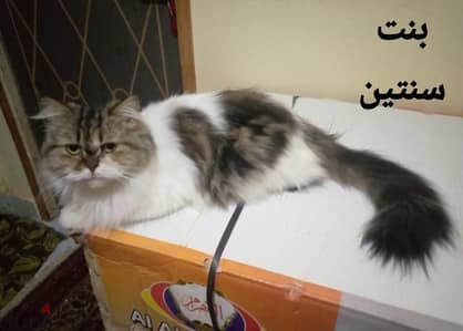 بنت شيرازي جدود سيامي معاها مستلزماتها