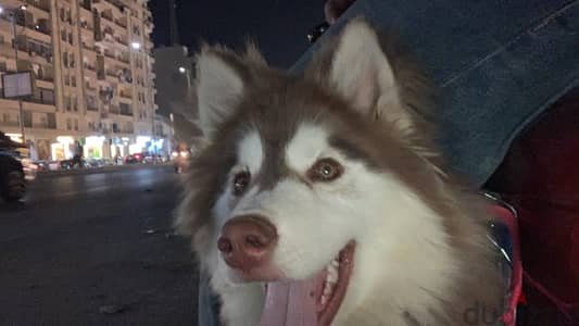 ولد هاسكى ٦ شهور للبيع او البدل