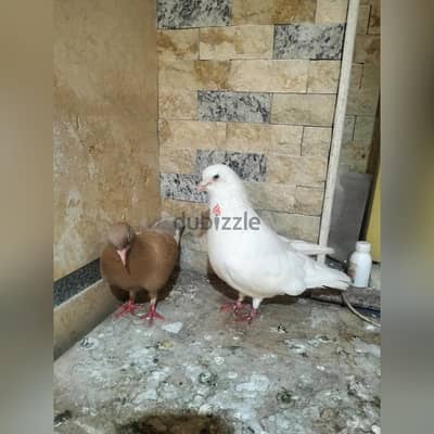 قص لاحم شغال