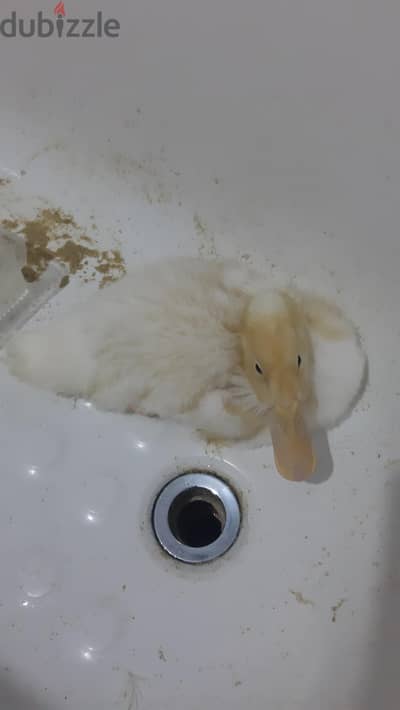 بط عنده ٢ سهور