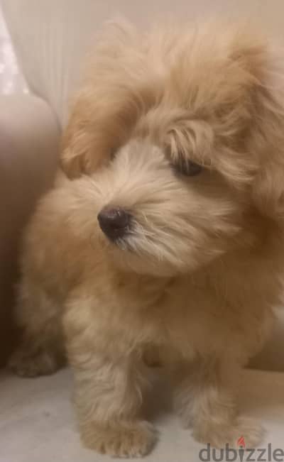maltipoo & poodle