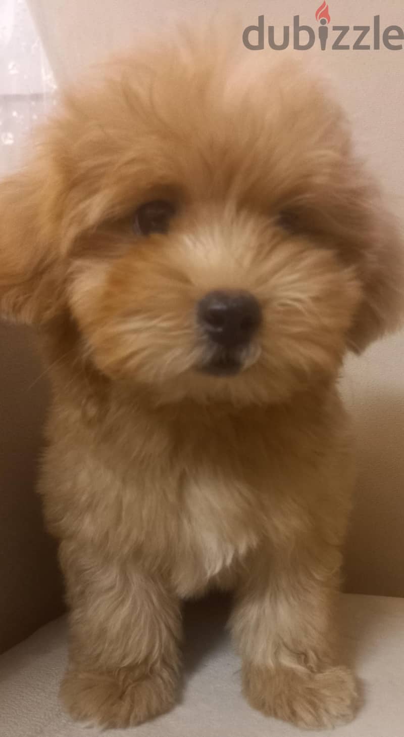 maltipoo & poodle 1