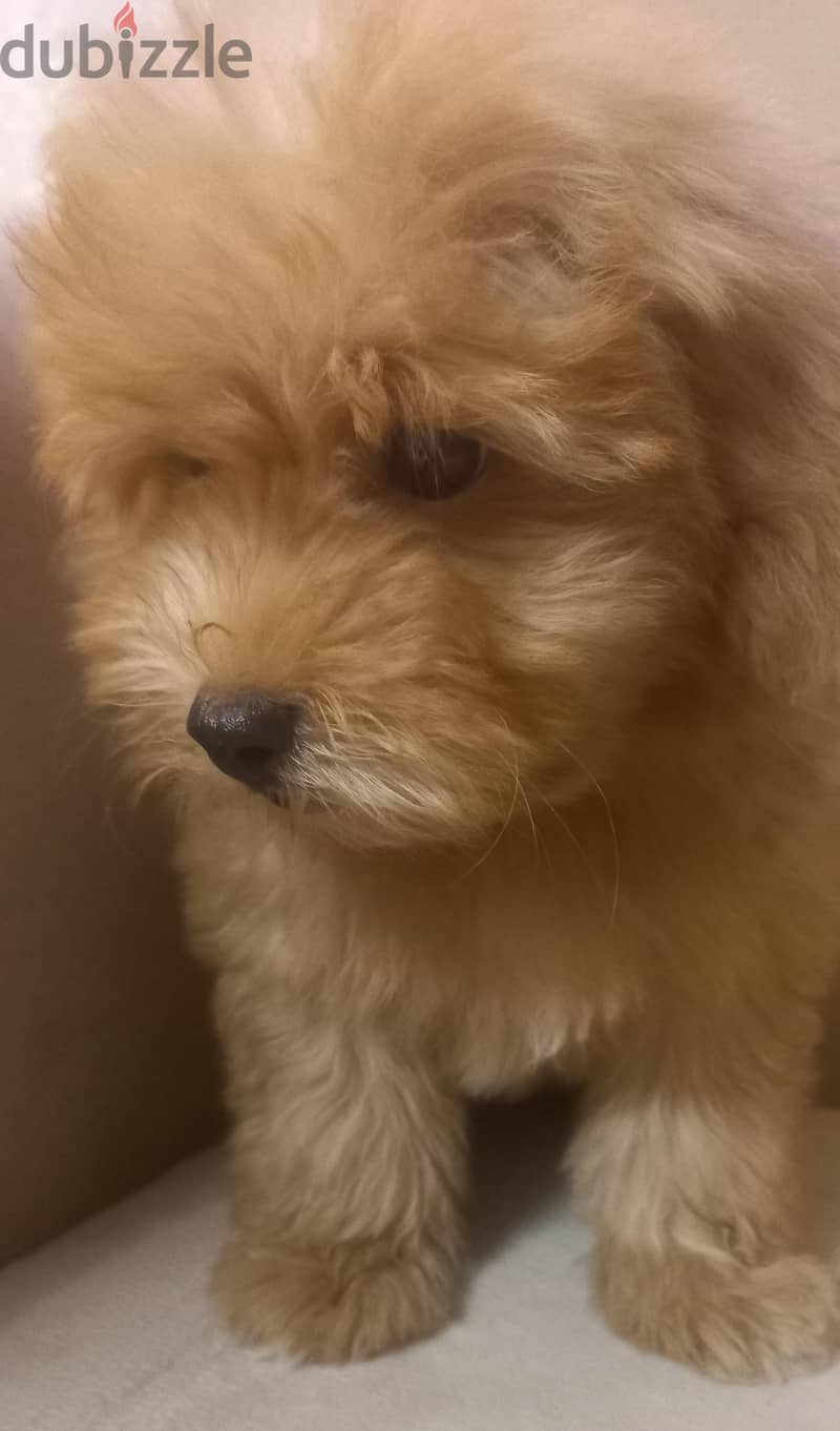 maltipoo & poodle 2