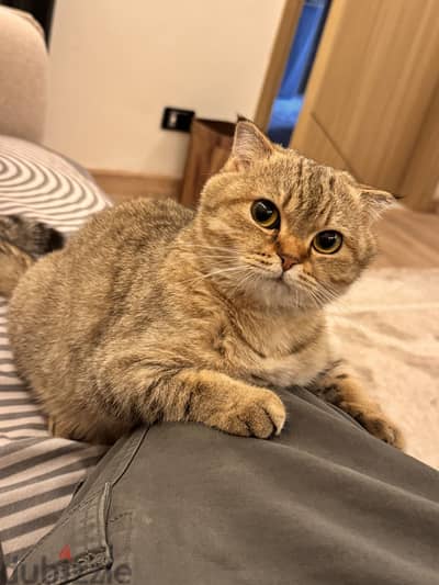 13 Month British Shorthair