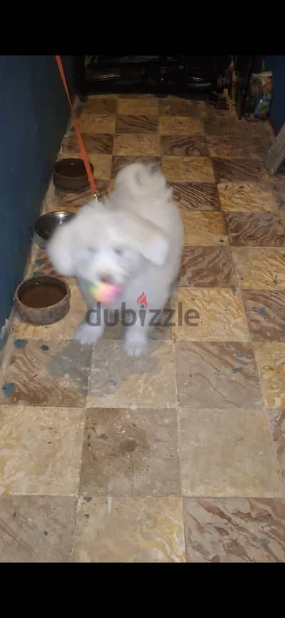 Griffon Male 6 Months