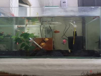 ornamental fish  for sale