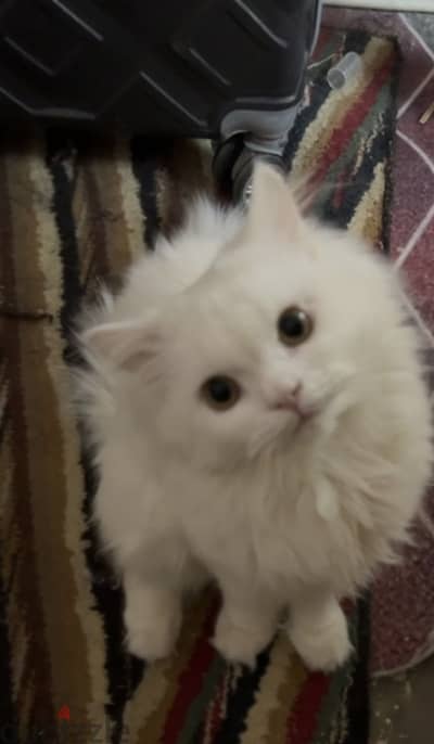 قط شيرازي أبيض جميل للتبني