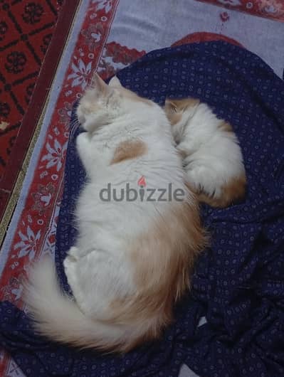 قطة 3 سنين للتبني