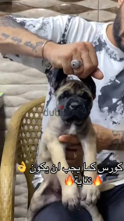 cane corso 40 day