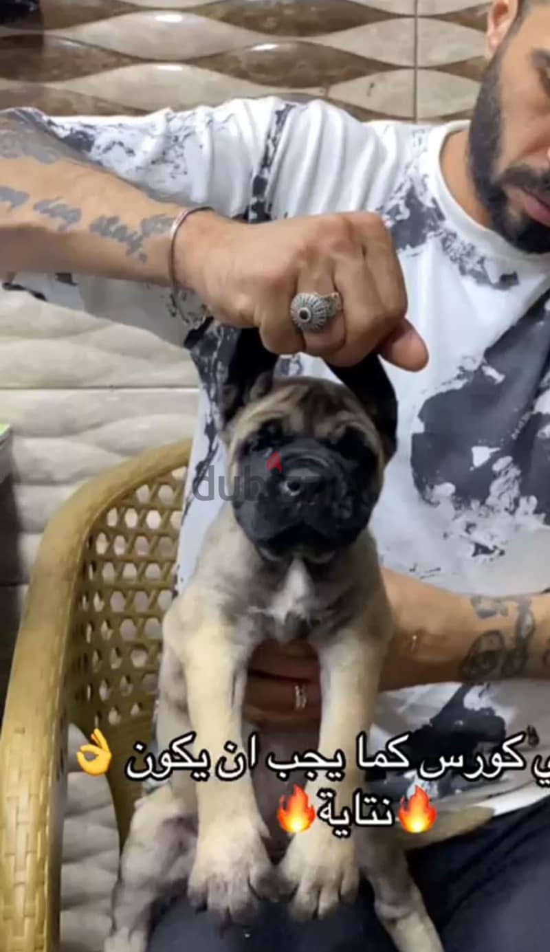 cane corso 40 day 1